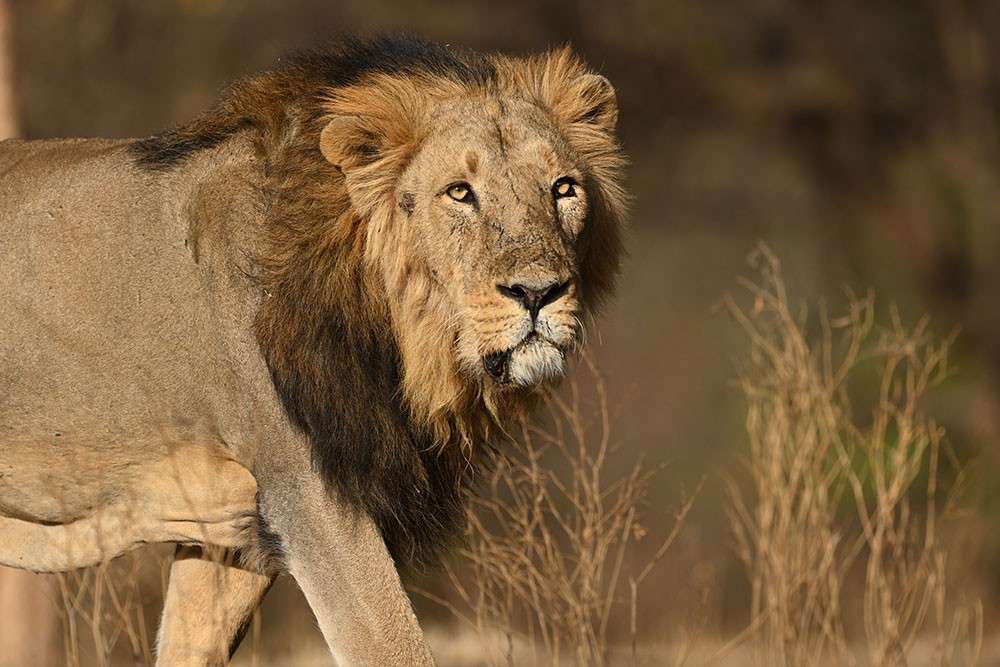 Sasan Gir Lion Safari