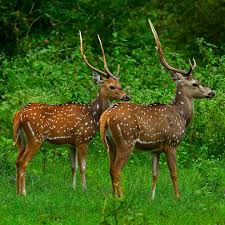Spotted Deer Herd in Gir Forest Wilderness