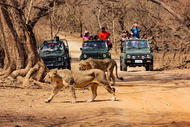 Sasan Gir Open Jeep Safari Wildlife Experience