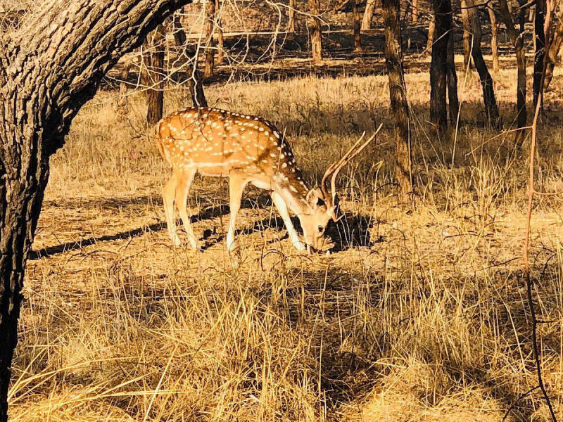 Beautiful Sunrise over Sasan Gir Forest Canopy